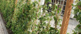 Klimplanten